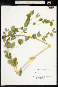 Lathyrus roseus image