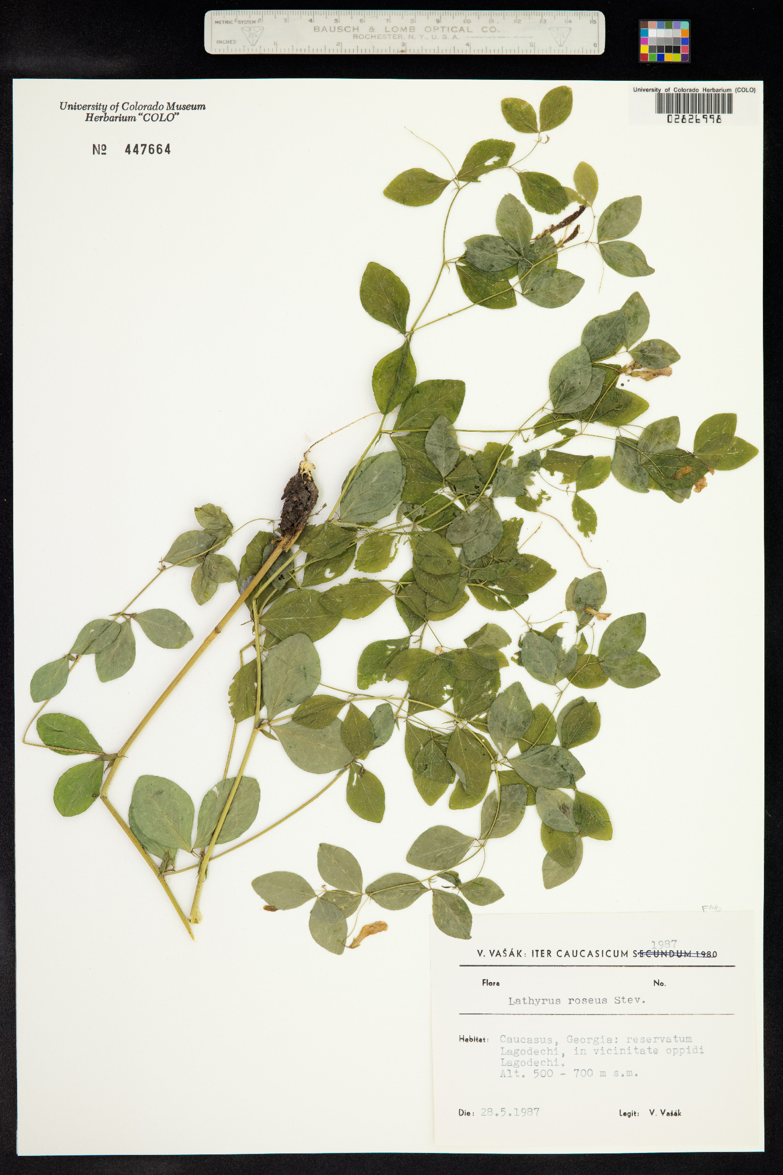 Lathyrus roseus image