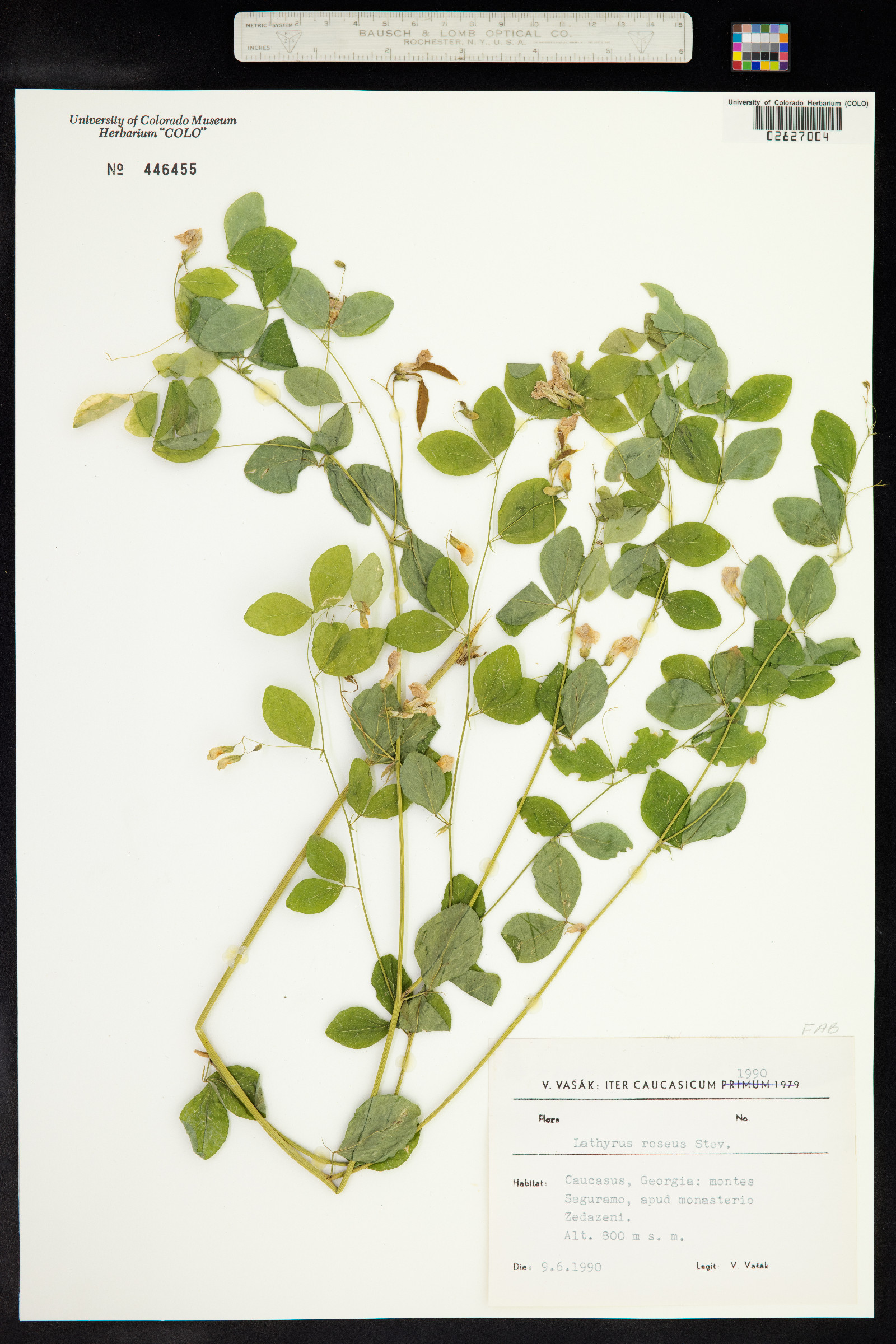 Lathyrus roseus image