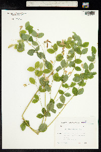 Lathyrus roseus image