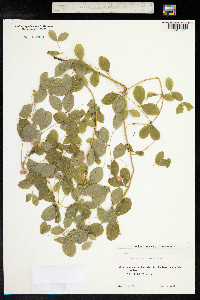 Lathyrus roseus image