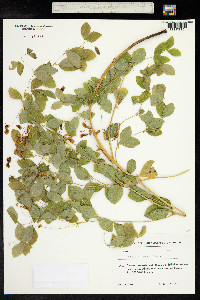 Lathyrus roseus image