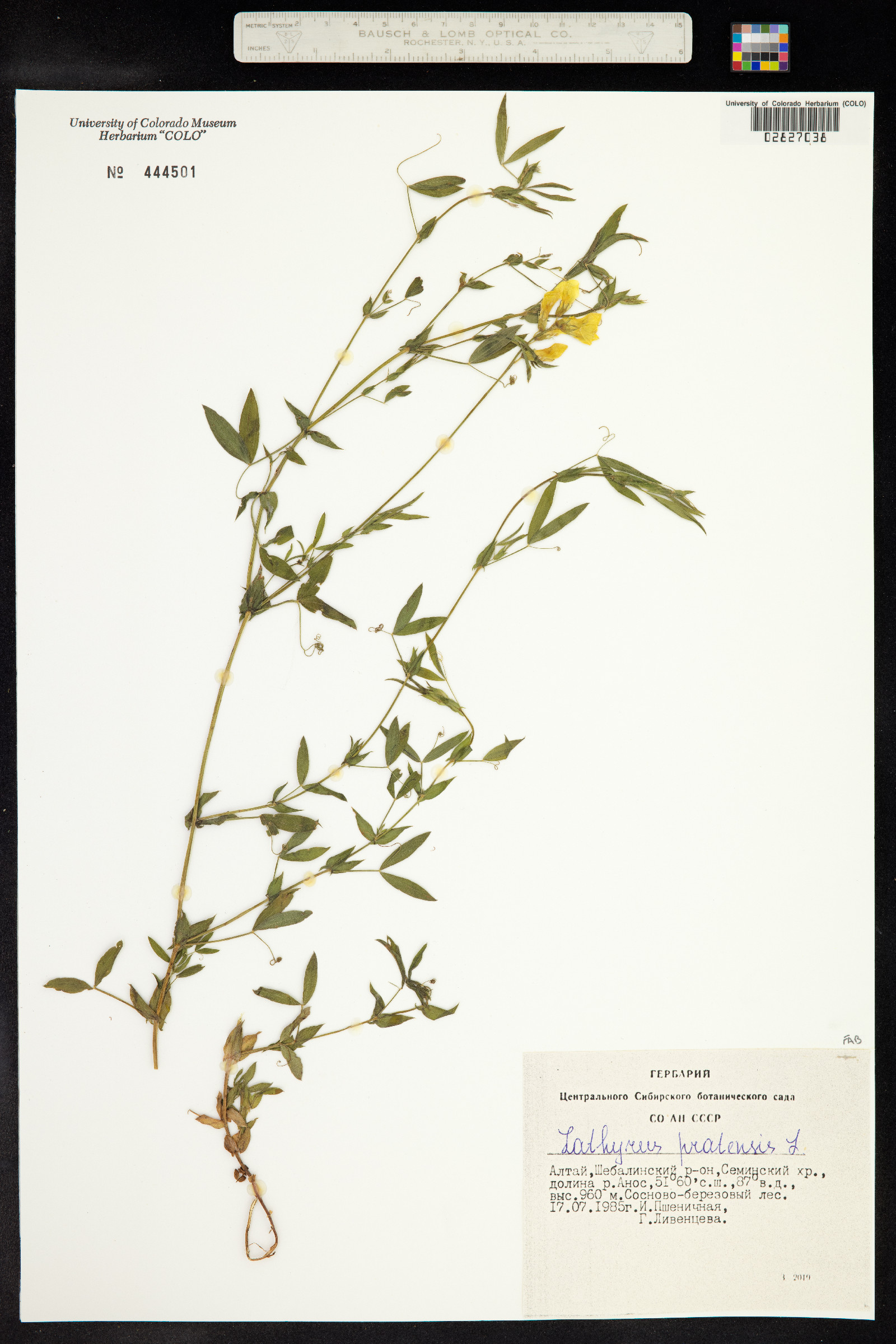 Lathyrus pratensis image