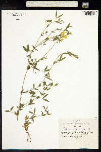 Lathyrus pratensis image