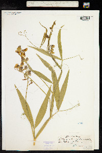 Lathyrus sylvestris image