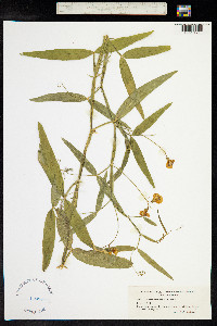 Lathyrus sylvestris image