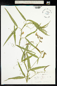 Lathyrus sylvestris image