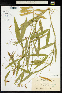 Lathyrus sylvestris image