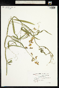 Lathyrus sylvestris image