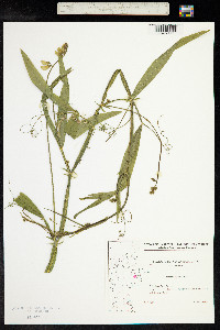 Lathyrus sylvestris image