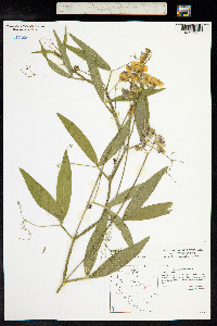 Lathyrus sylvestris image