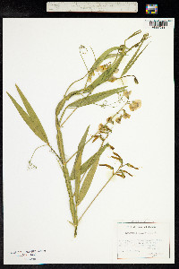 Lathyrus sylvestris image