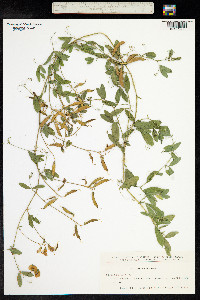 Lathyrus tuberosus image