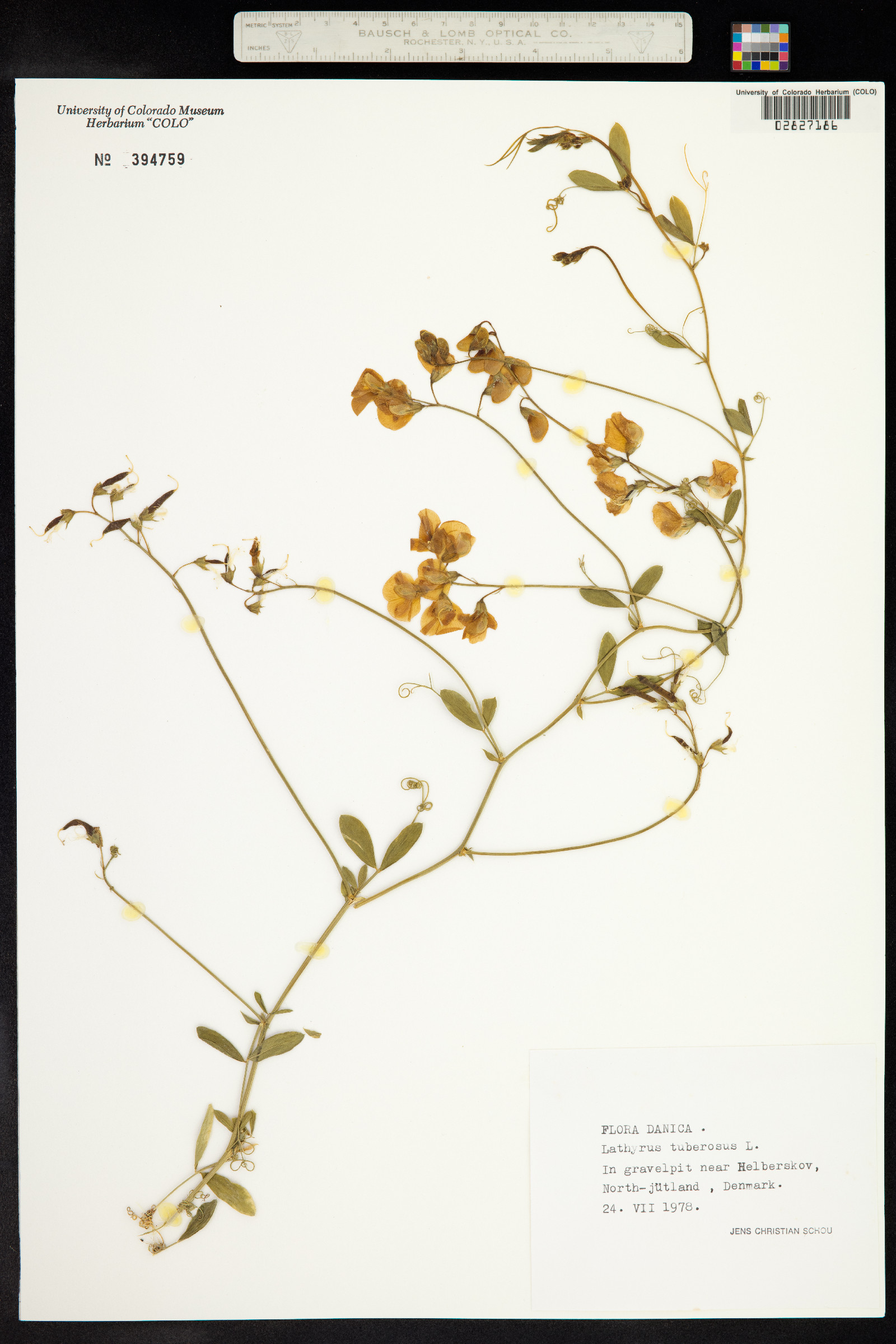 Lathyrus tuberosus image