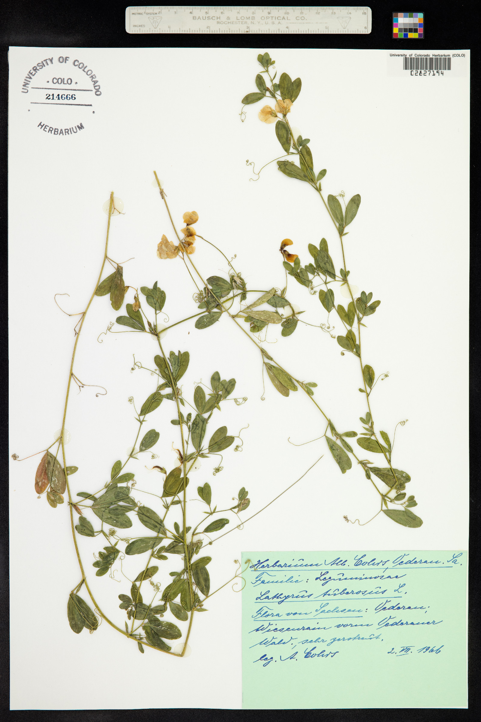 Lathyrus tuberosus image