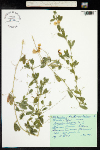 Lathyrus tuberosus image