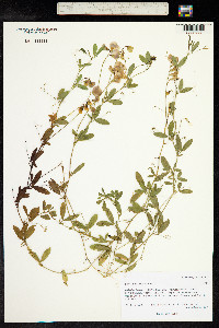 Lathyrus tuberosus image