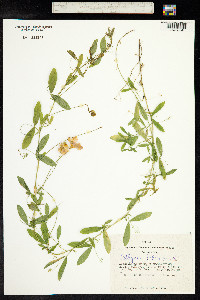 Lathyrus tuberosus image