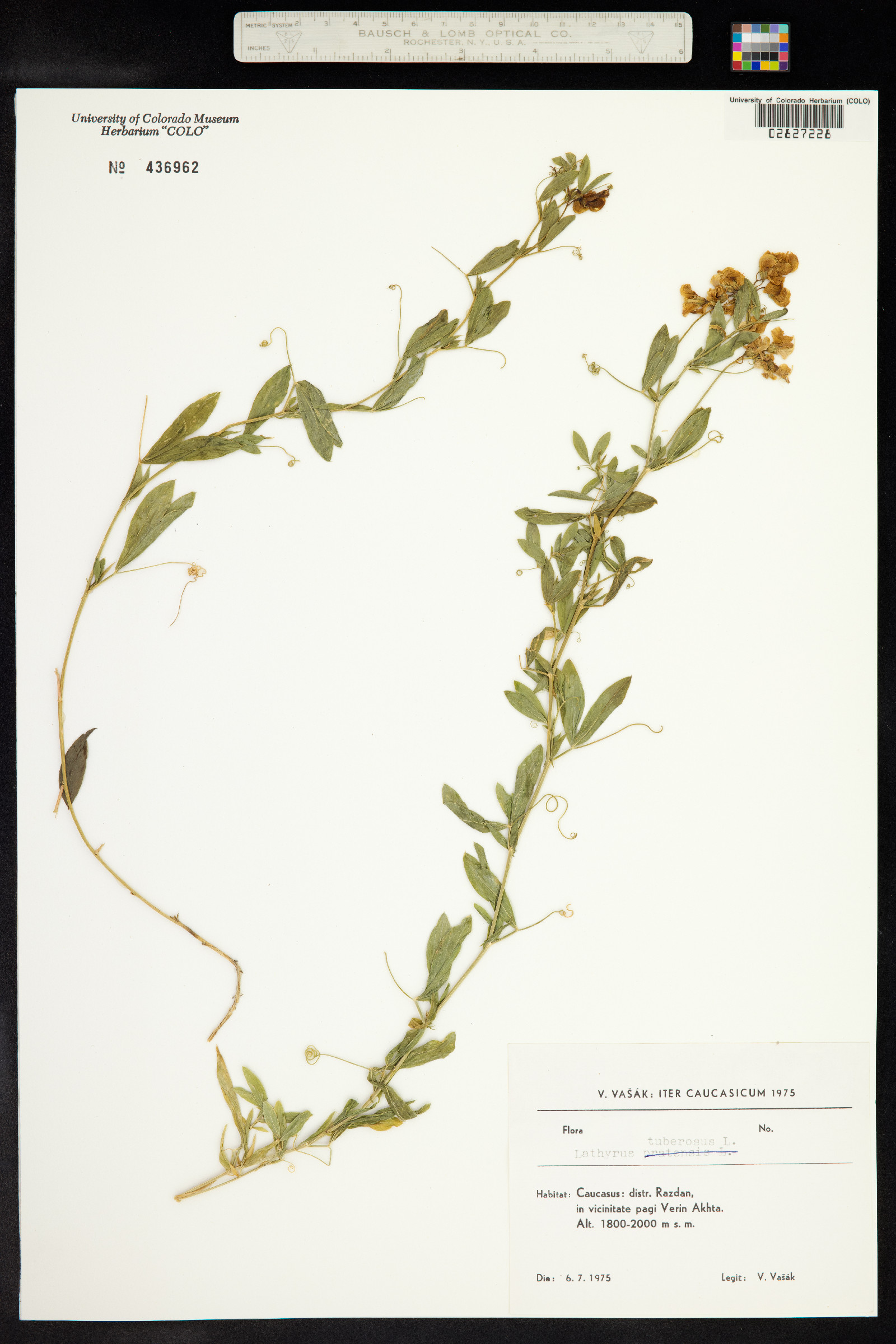 Lathyrus tuberosus image