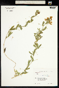 Lathyrus tuberosus image