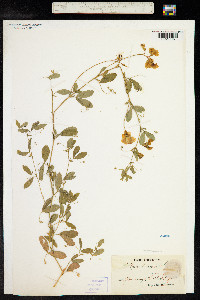 Lathyrus tuberosus image