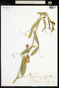 Lathyrus sylvestris image