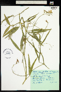 Lathyrus sylvestris image