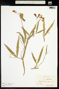 Lathyrus sylvestris image