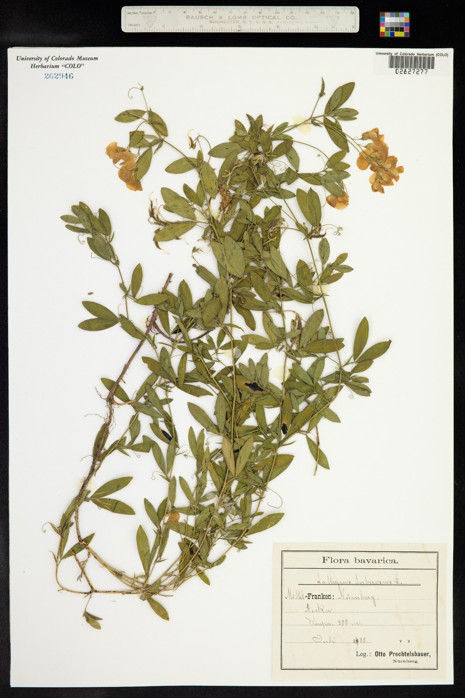 Lathyrus tuberosus image