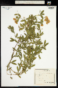 Lathyrus tuberosus image