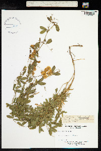 Lathyrus tuberosus image