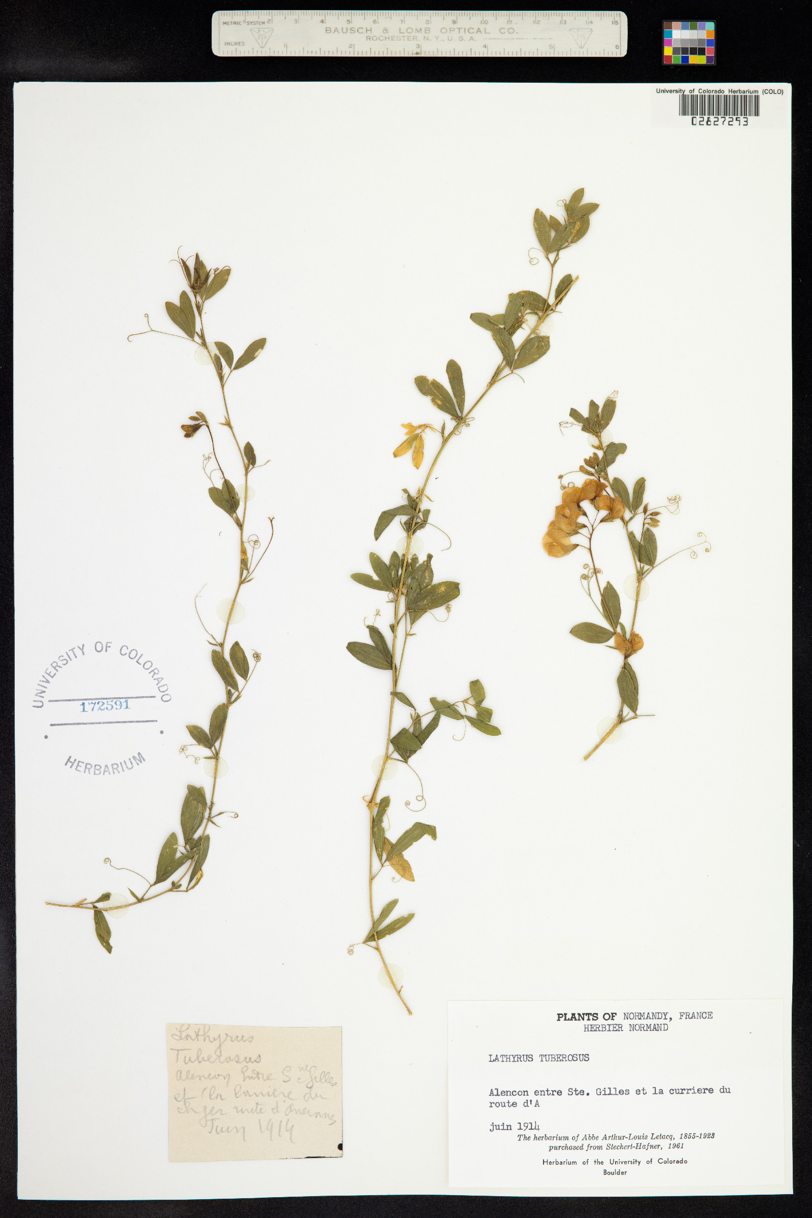 Lathyrus tuberosus image
