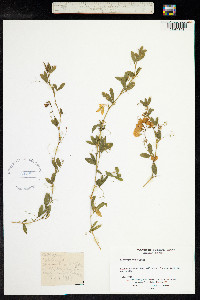 Lathyrus tuberosus image