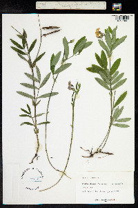 Lathyrus tuberosus image