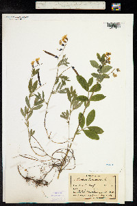 Lathyrus tuberosus image