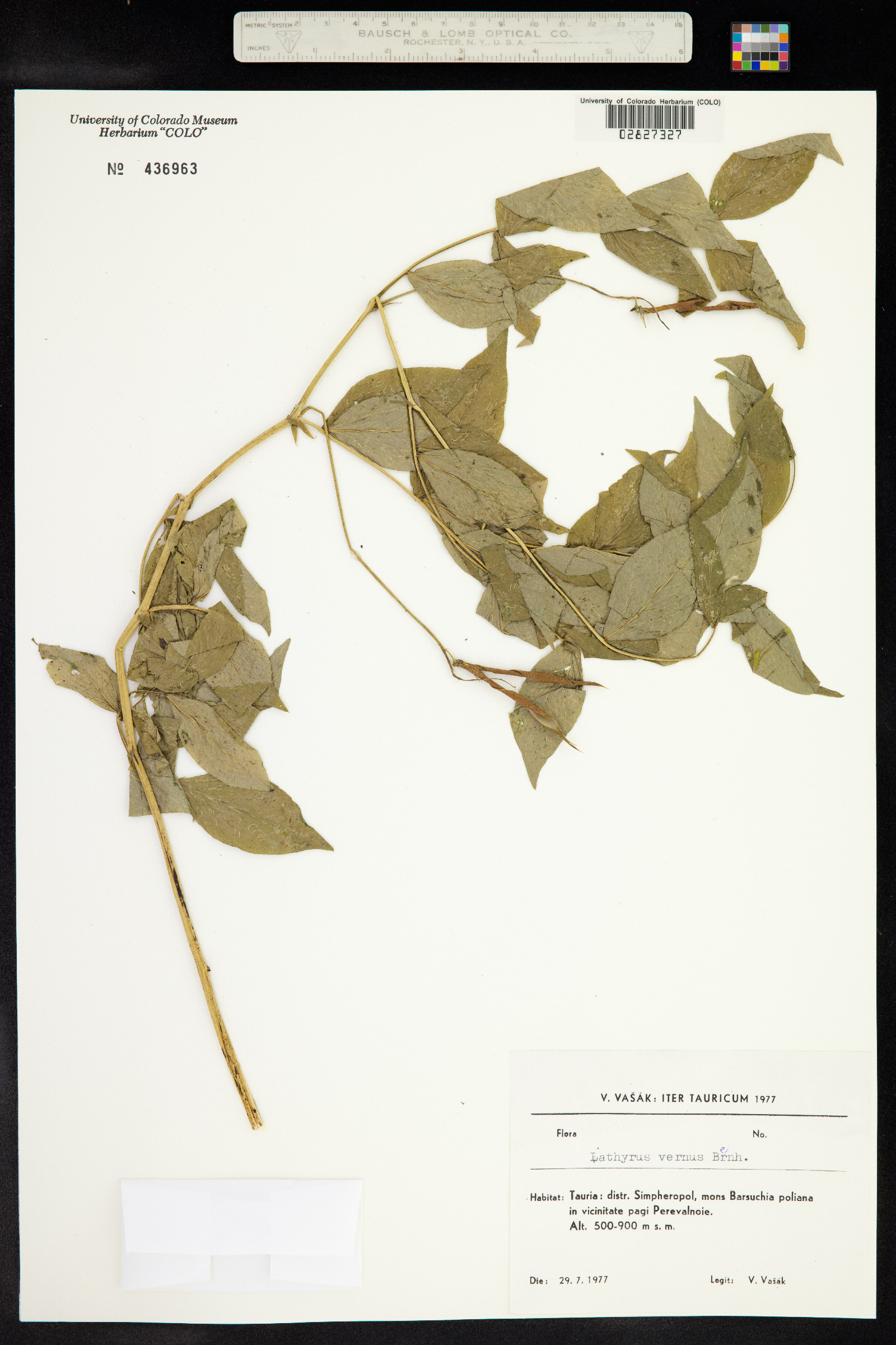 Lathyrus vernus image