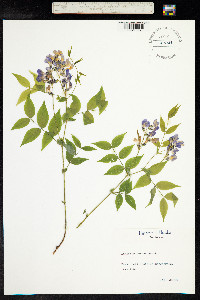 Lathyrus vernus image