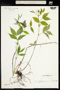 Lathyrus vernus image