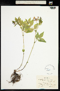 Lathyrus vernus image