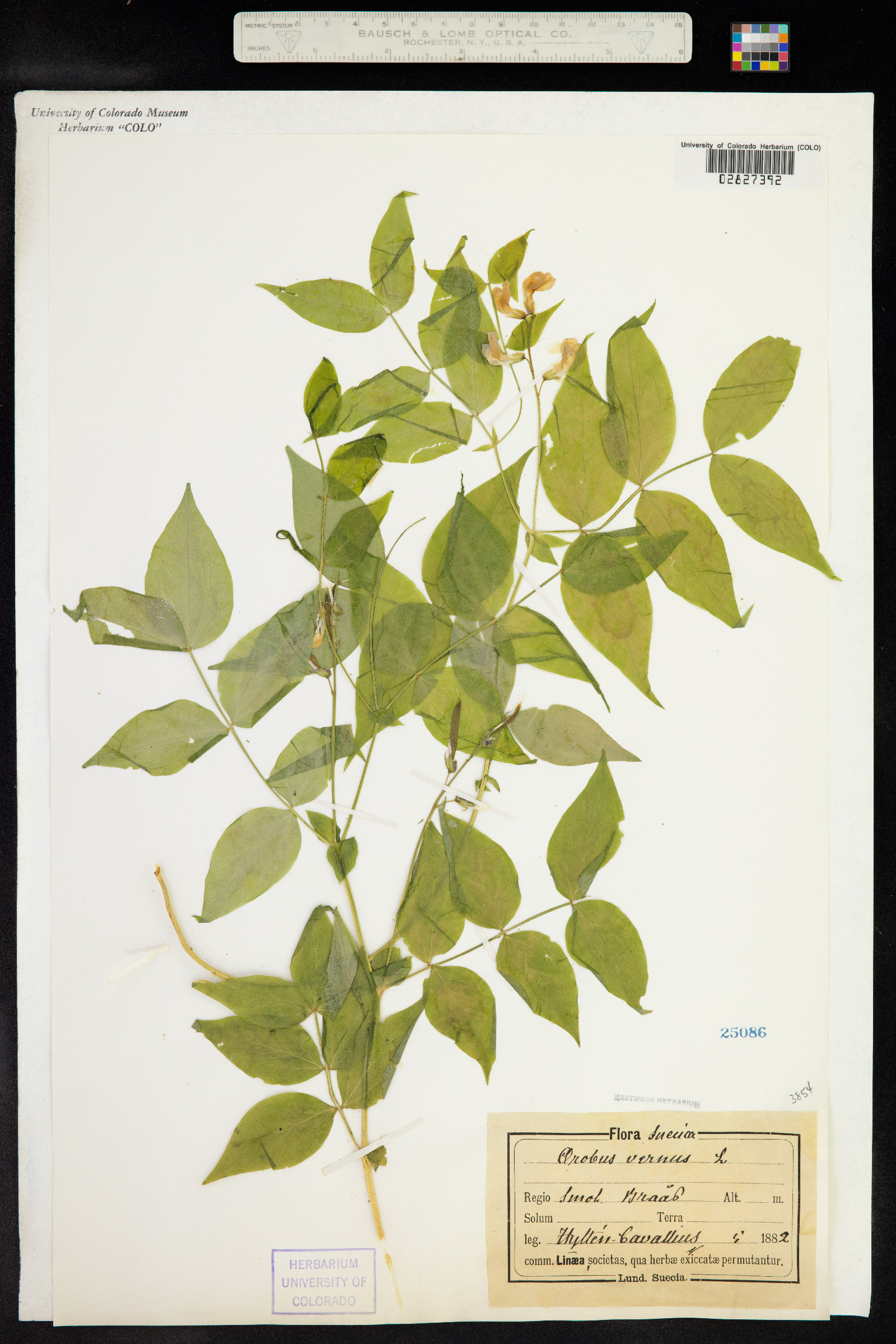 Lathyrus vernus image