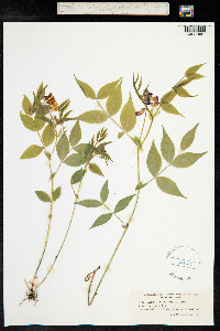 Lathyrus vernus image