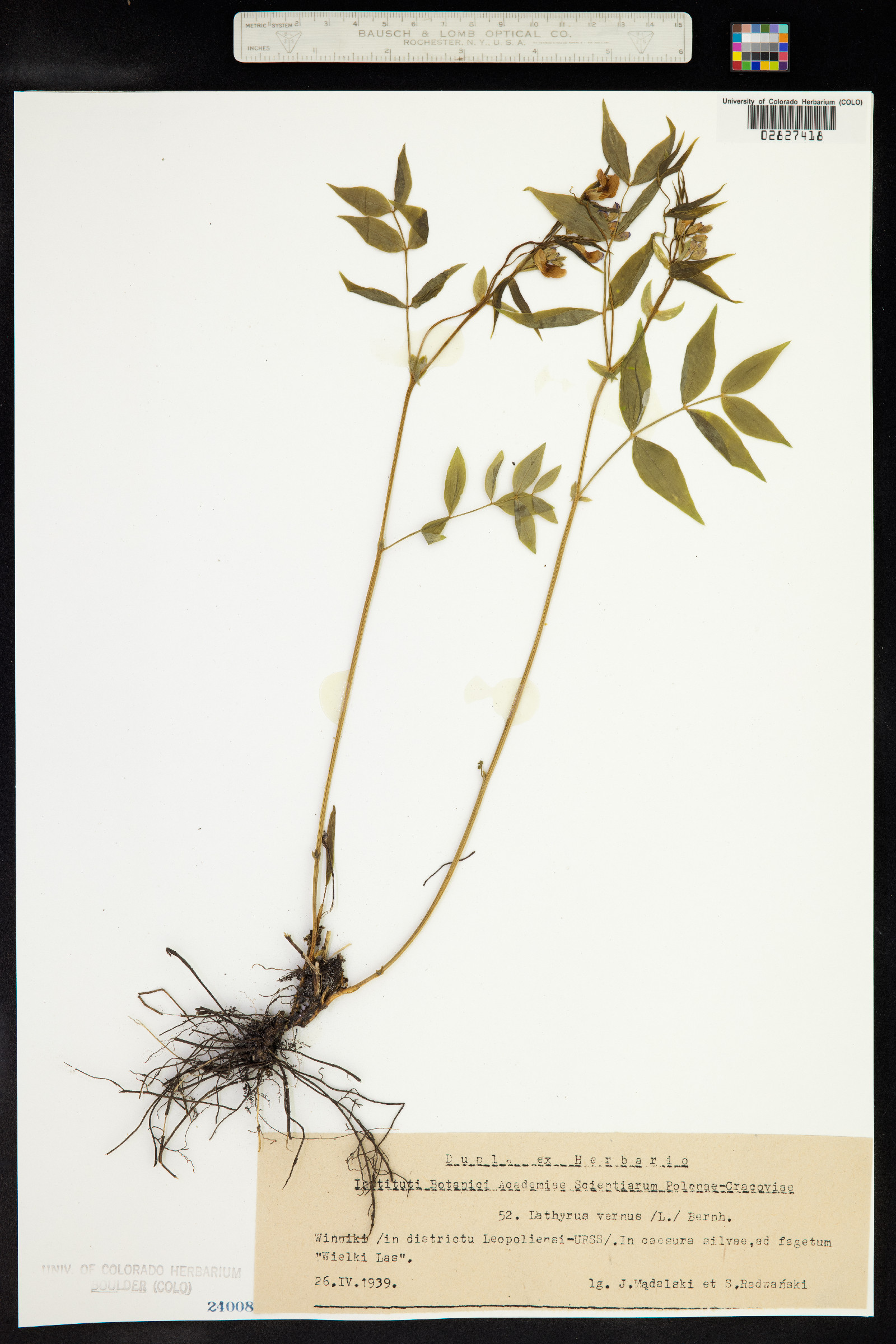 Lathyrus vernus image