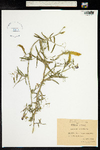 Lathyrus clymenum image