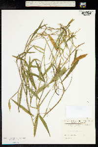 Lathyrus annuus image