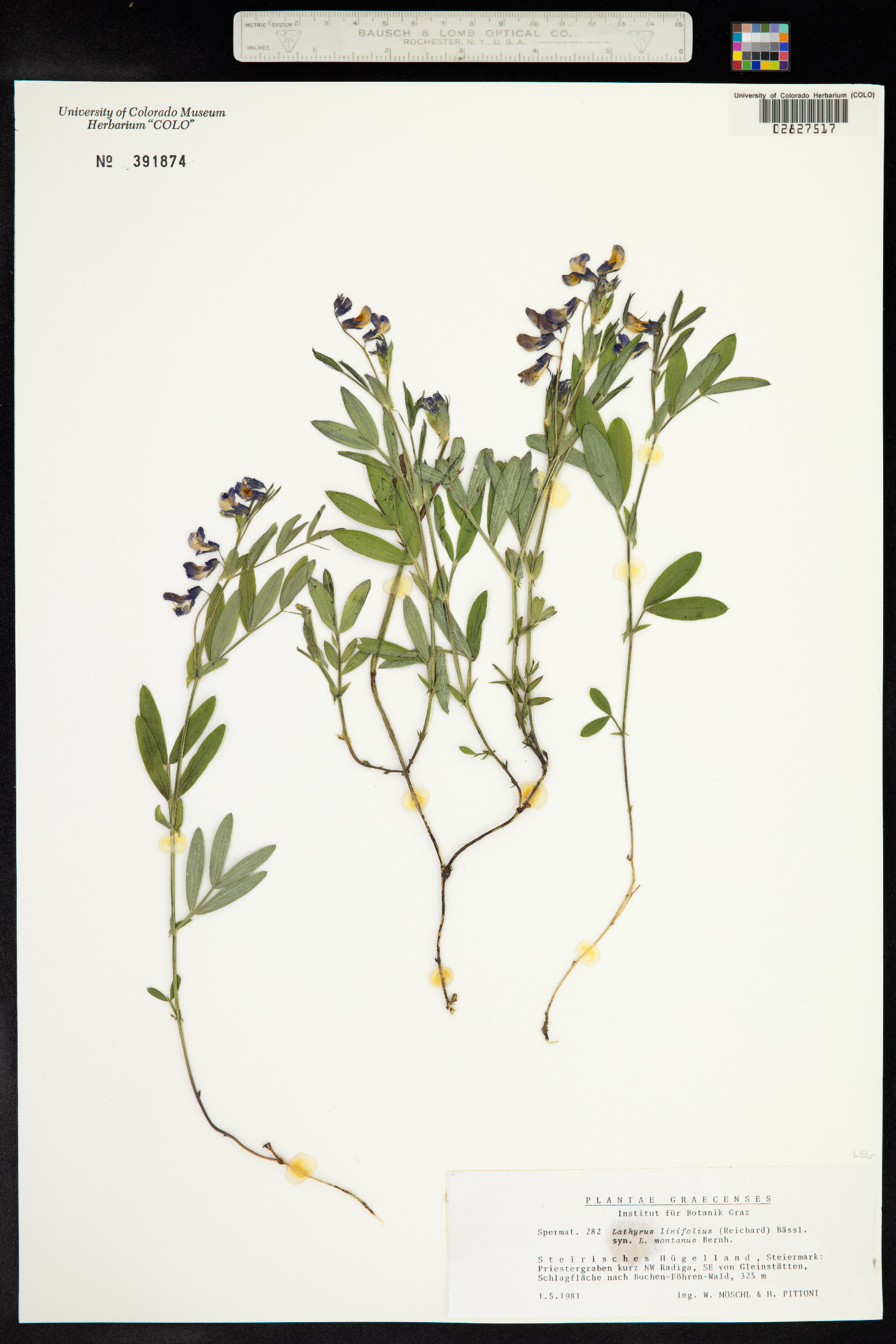 Lathyrus linifolius image