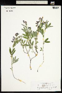 Lathyrus linifolius image