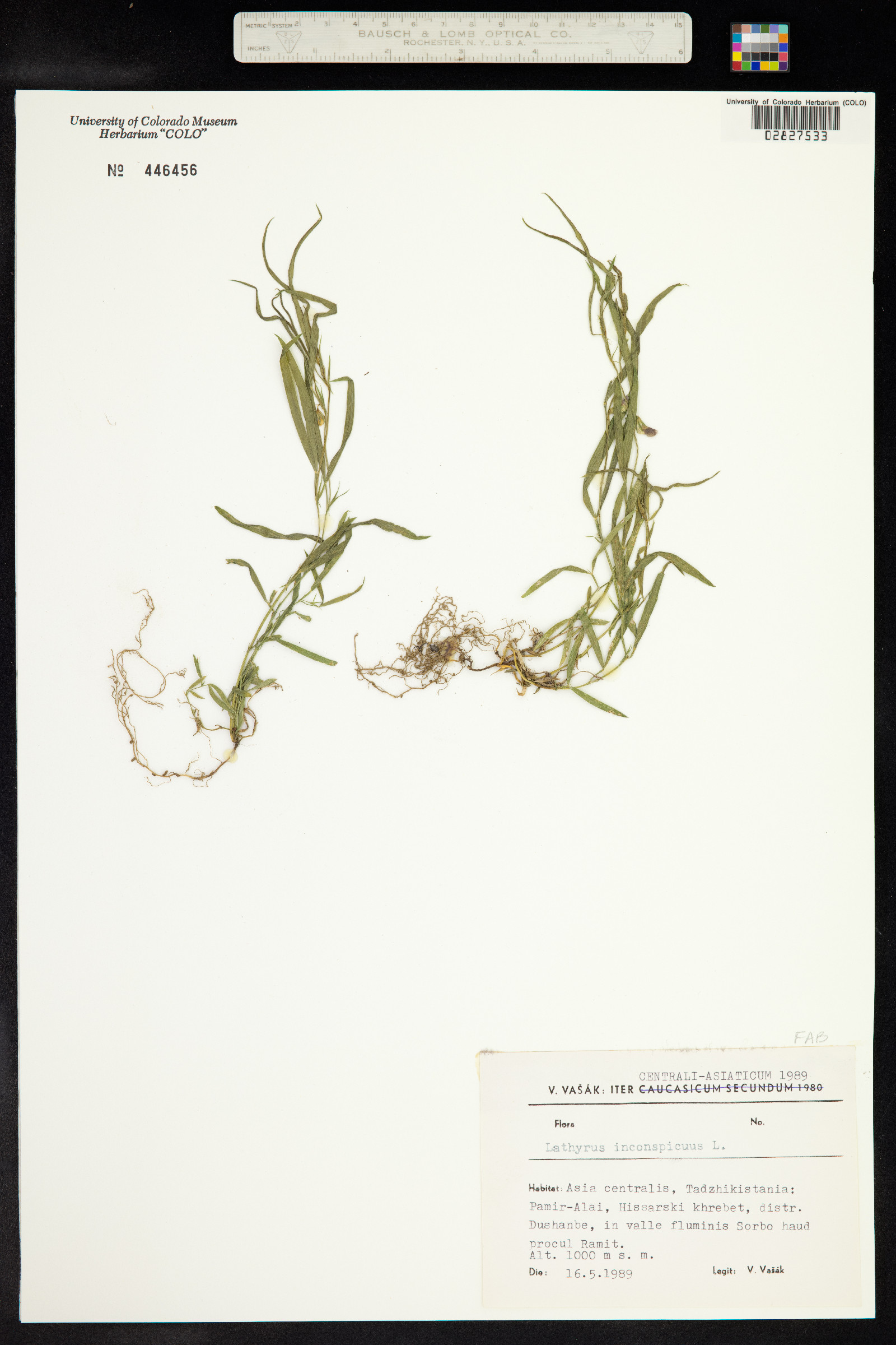 Lathyrus inconspicuus image