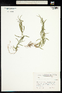 Image of Lathyrus inconspicuus