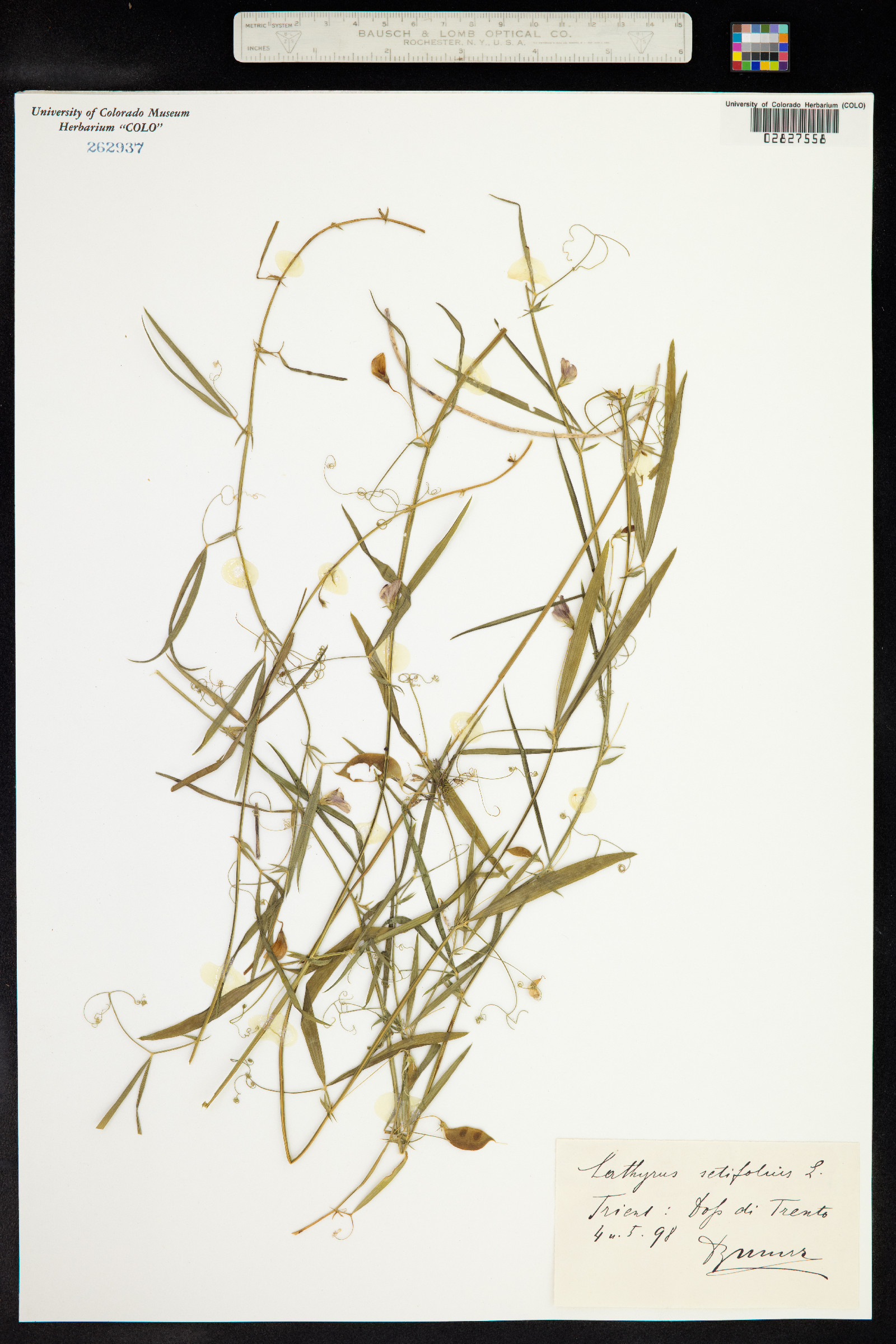 Lathyrus setifolius image