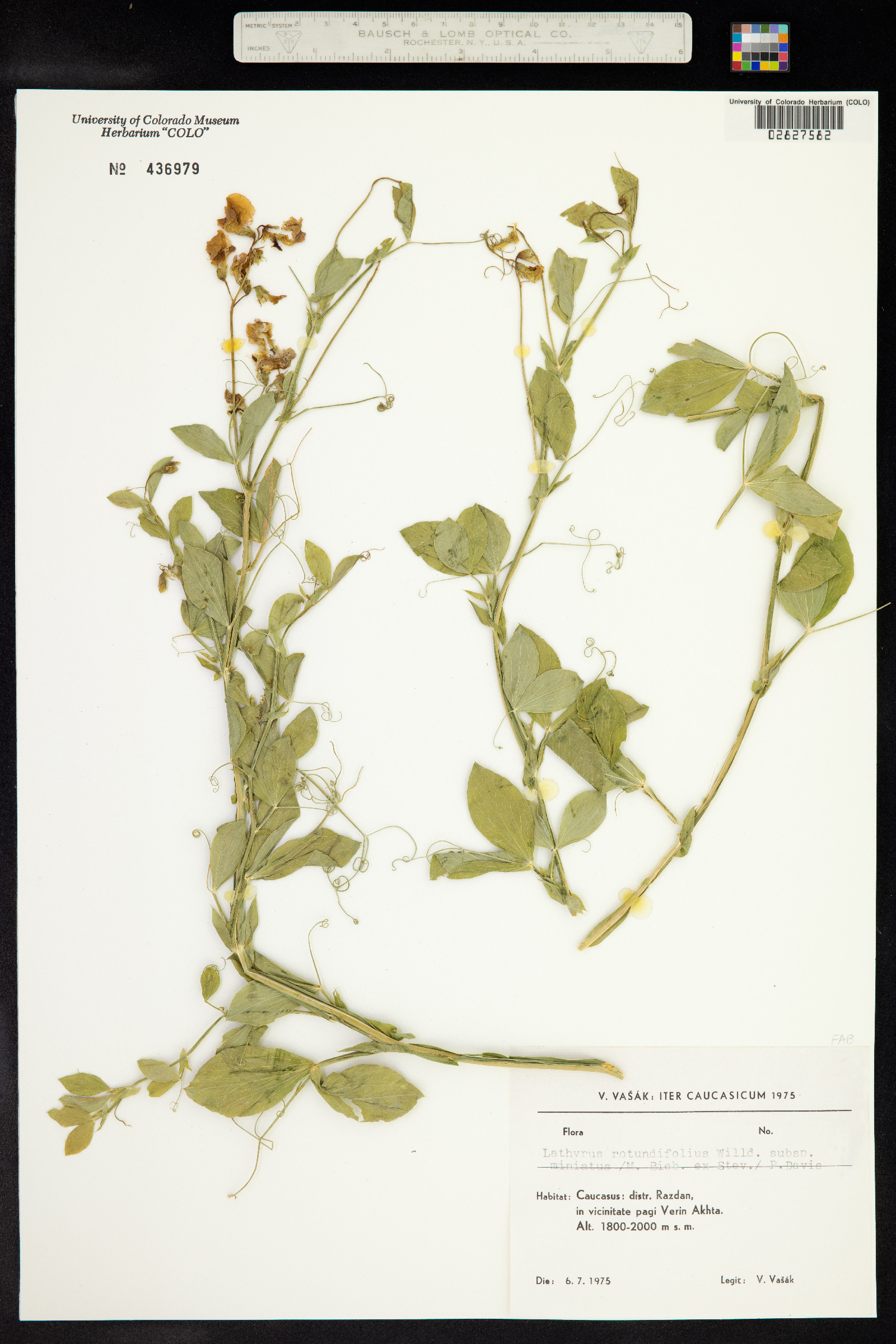 Lathyrus rotundifolius image